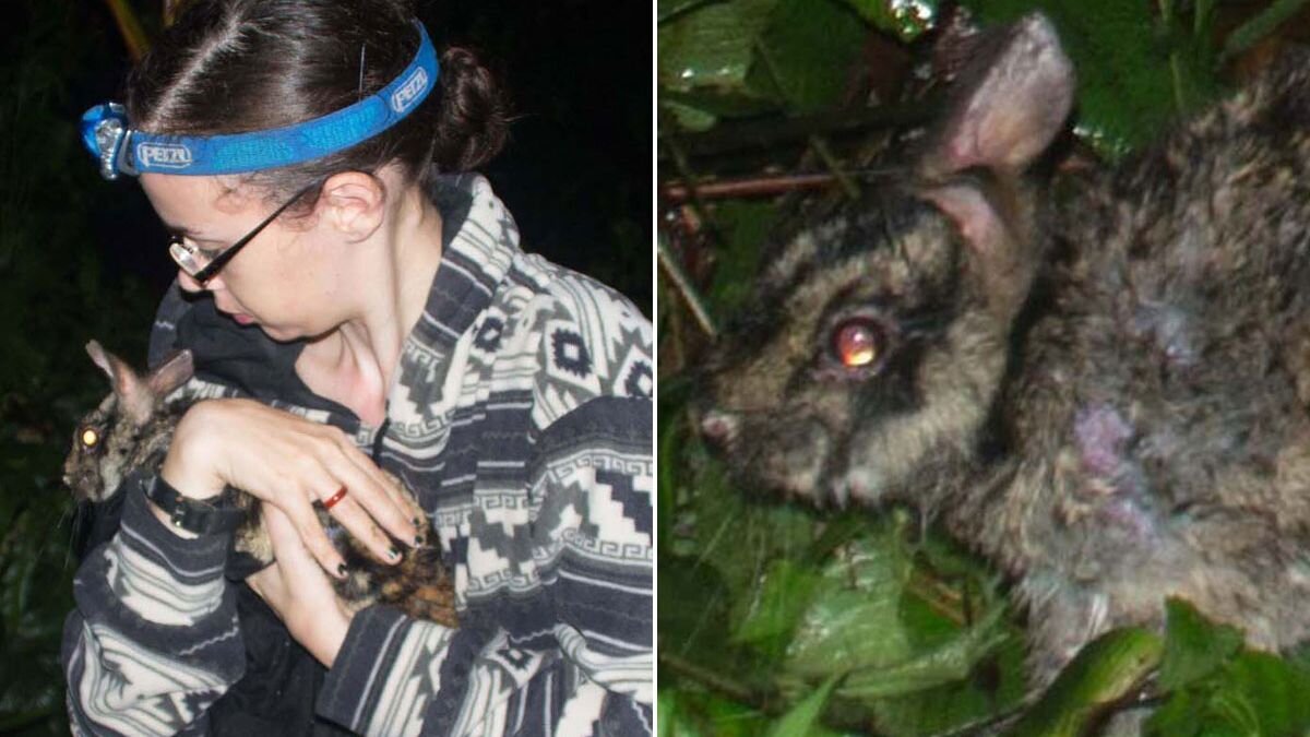 Суматранский полосатый кролик: Самый редкий кролик на планете - Zoo ...