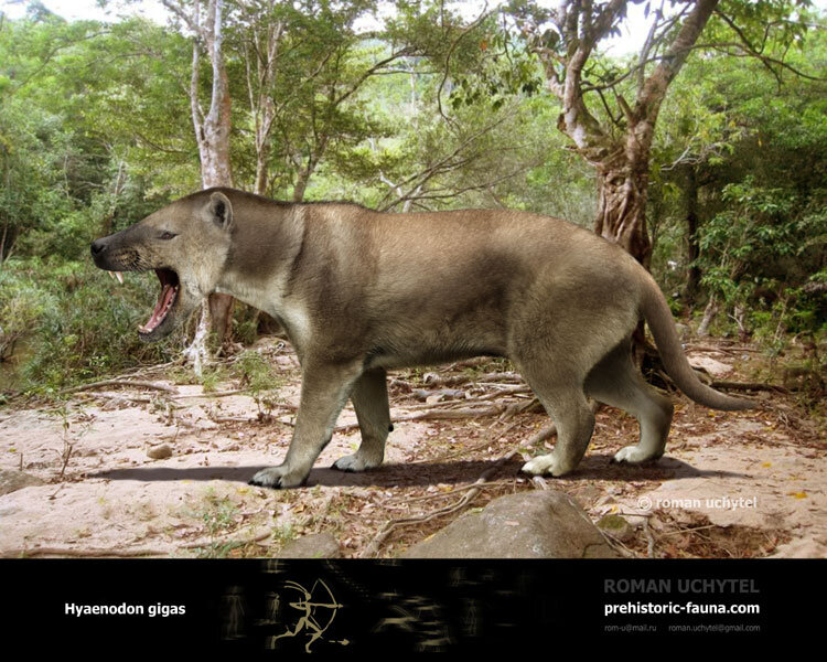 Вай какой джигит… дон, Гиено… дон.