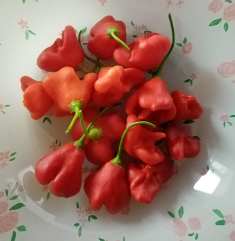 Зрелые плоды