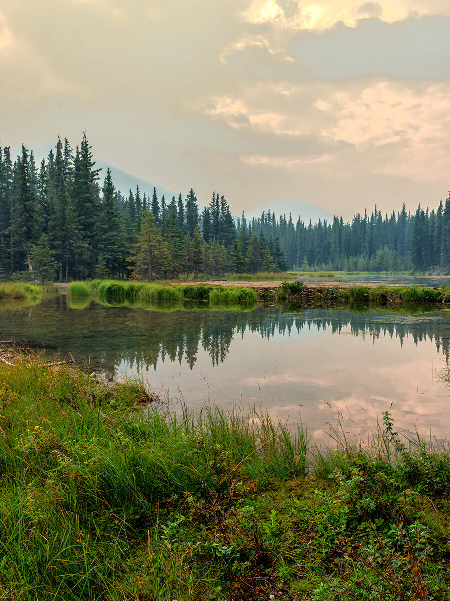 https://s1.1zoom.ru/b5950/382/Alaska_Parks_Lake_Forests_Denali_National_Park_512126_2048x2732.jpg