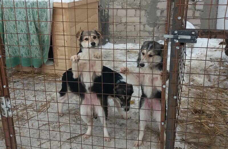 приют для собак в сызрани. зоозащитники в астрахани. приют для животных сызрань.