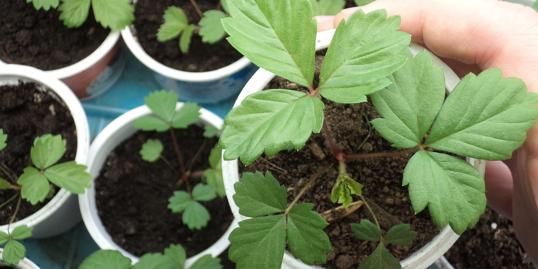 Земляника даст ягоды в первый год: тонкости посева земляники на рассаду