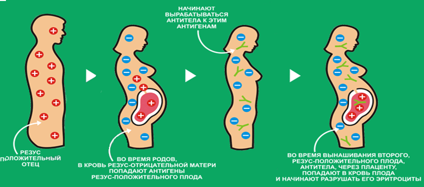 Что такое резус-фактор