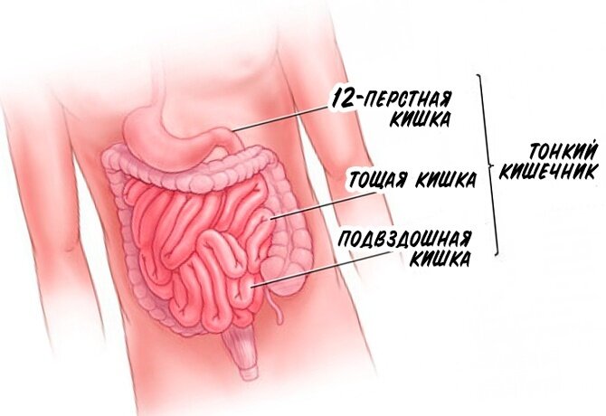 Тонкая кишка