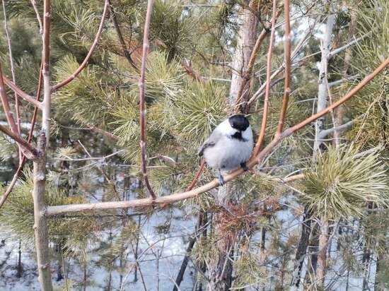   МК в Бурятии