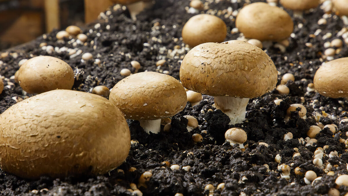 Источник: mushroomcouncil.com