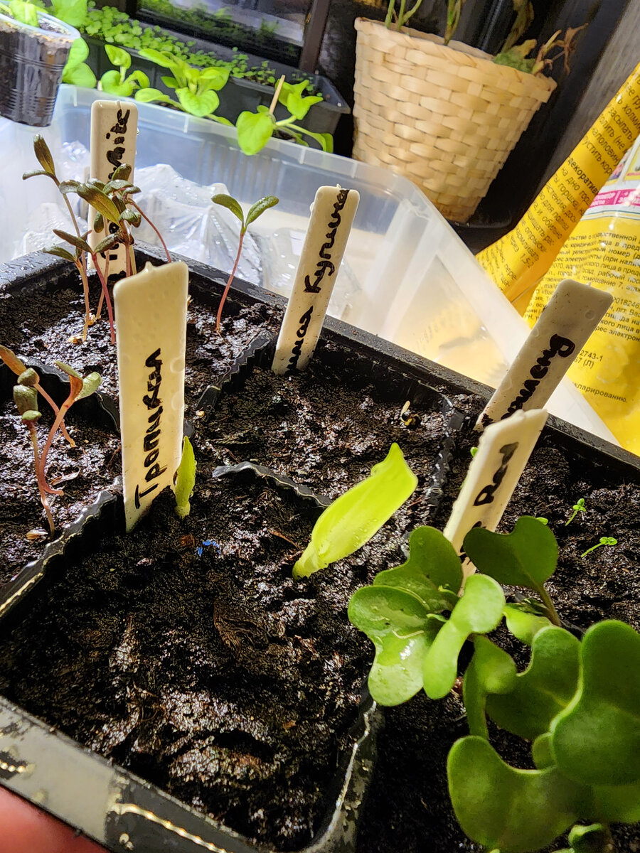 Такие забавные, чем-то на гладиолусы похожи (наверное)