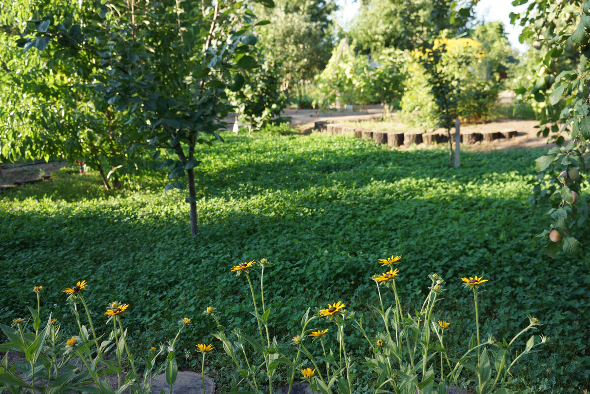 Клевер в саду