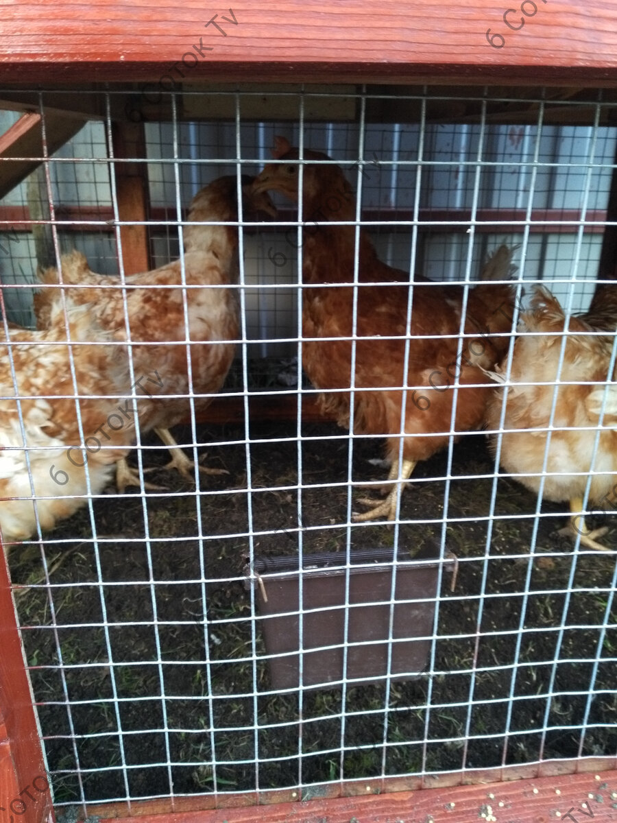 Ломан Браун. Молодки