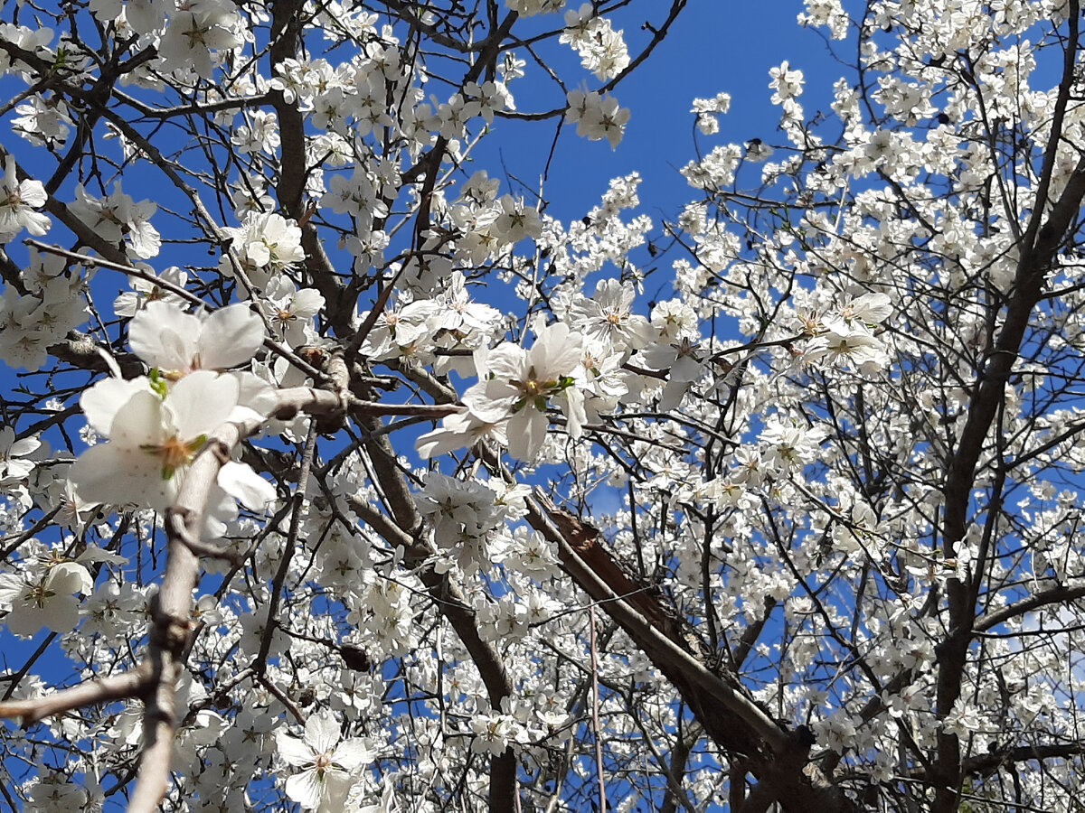 Миндаль для меня король крымской весны!