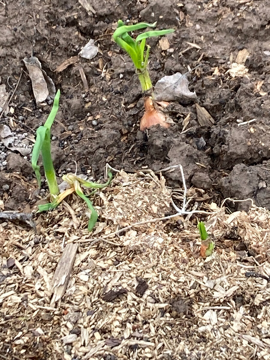 Лук, второгодник. Фото автора 