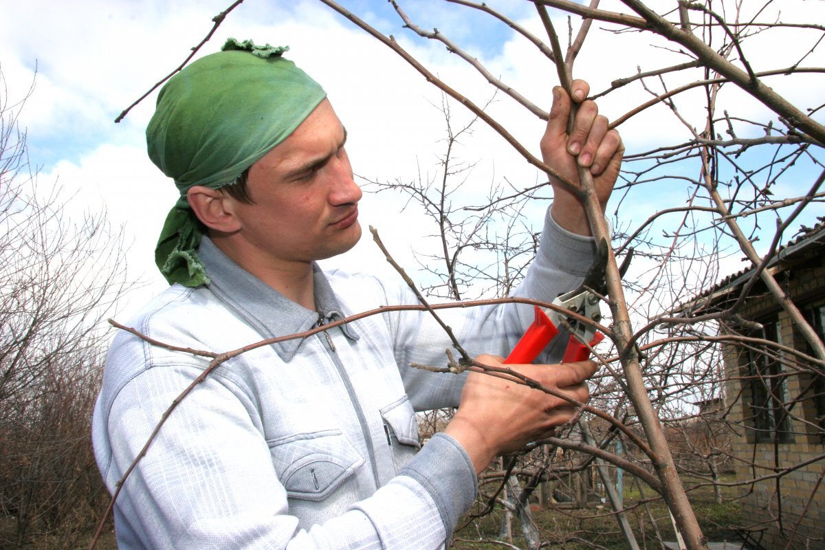    Раннее тепло. Что нужно сделать в саду в апреле