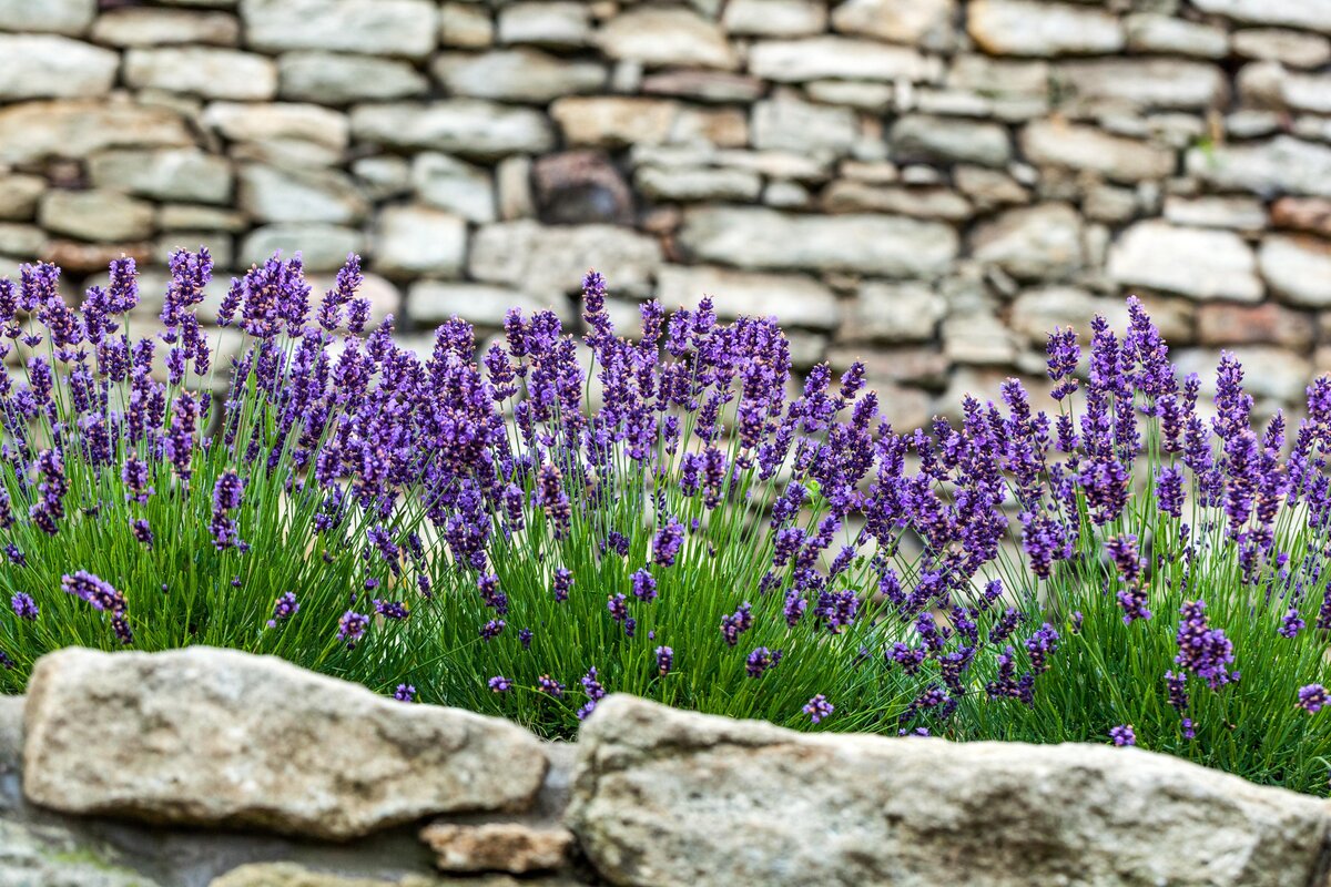    Самое главное, чтобы вам самим нравилась ваша клумба на даче.legion-media