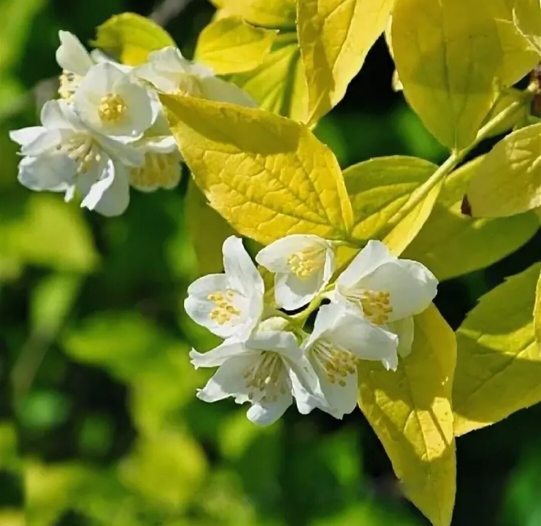 Philadelphus coronarius. Чубушник Коронариус. Чубушник венечный Ауреа. Чубушник венечный aureus.