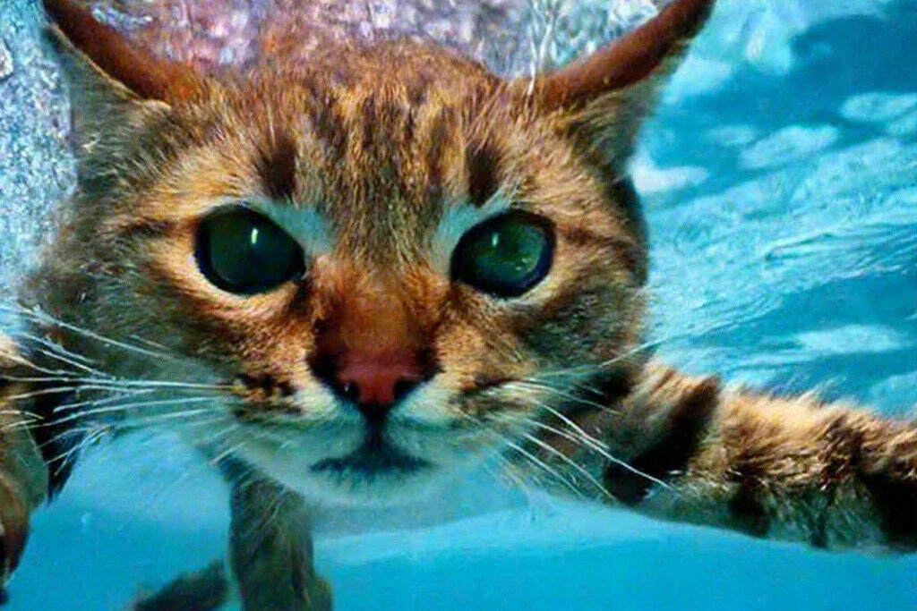     Обзор новой российской нейросети «Шедеврум»: может ли ИИ Яндекса заменить американскую Midjourney?