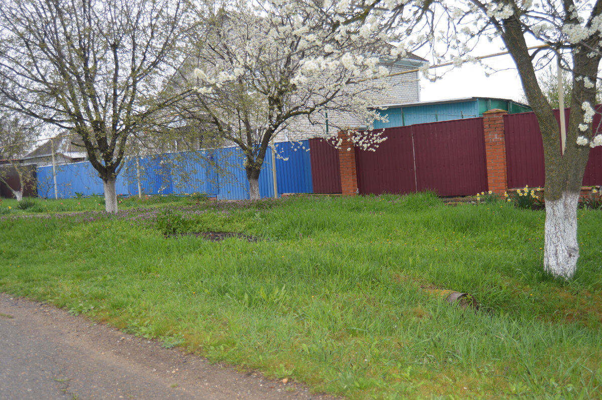 Фото автора.08.04.2023. Трава у дома.