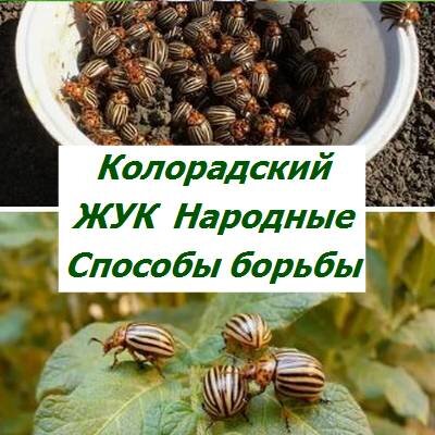 Каталог статей Ботаник СТОР