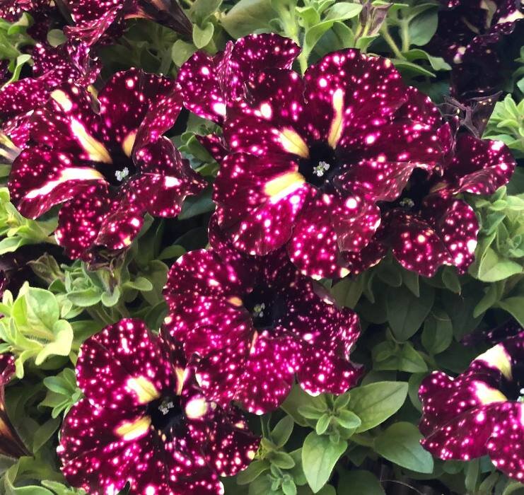 вегетативная петуния "Грозовое небо"