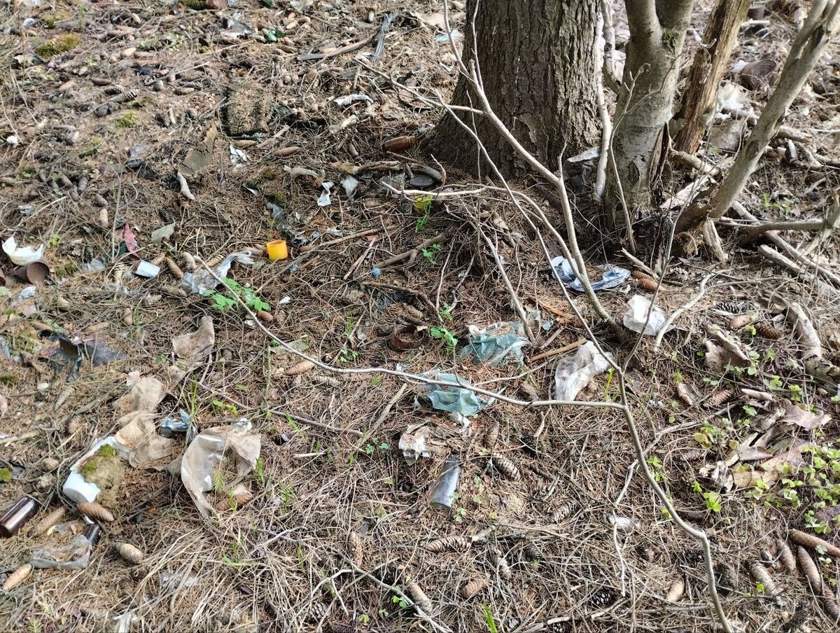 На фото: мусор в лесу (фото моё)