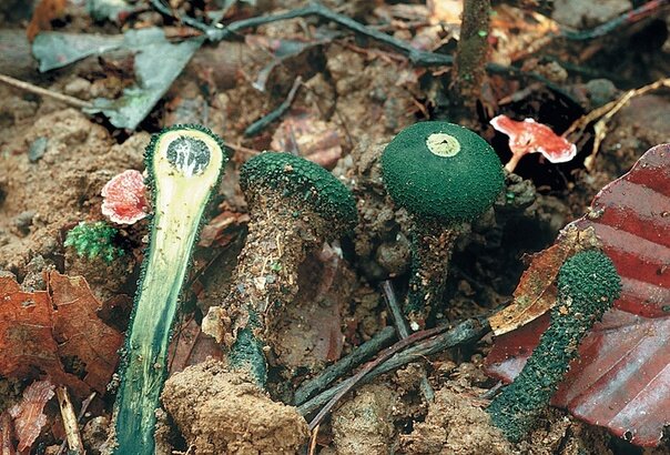 На фотографии голотип Chlorogaster dipterocarpi LæssØe & Jalink