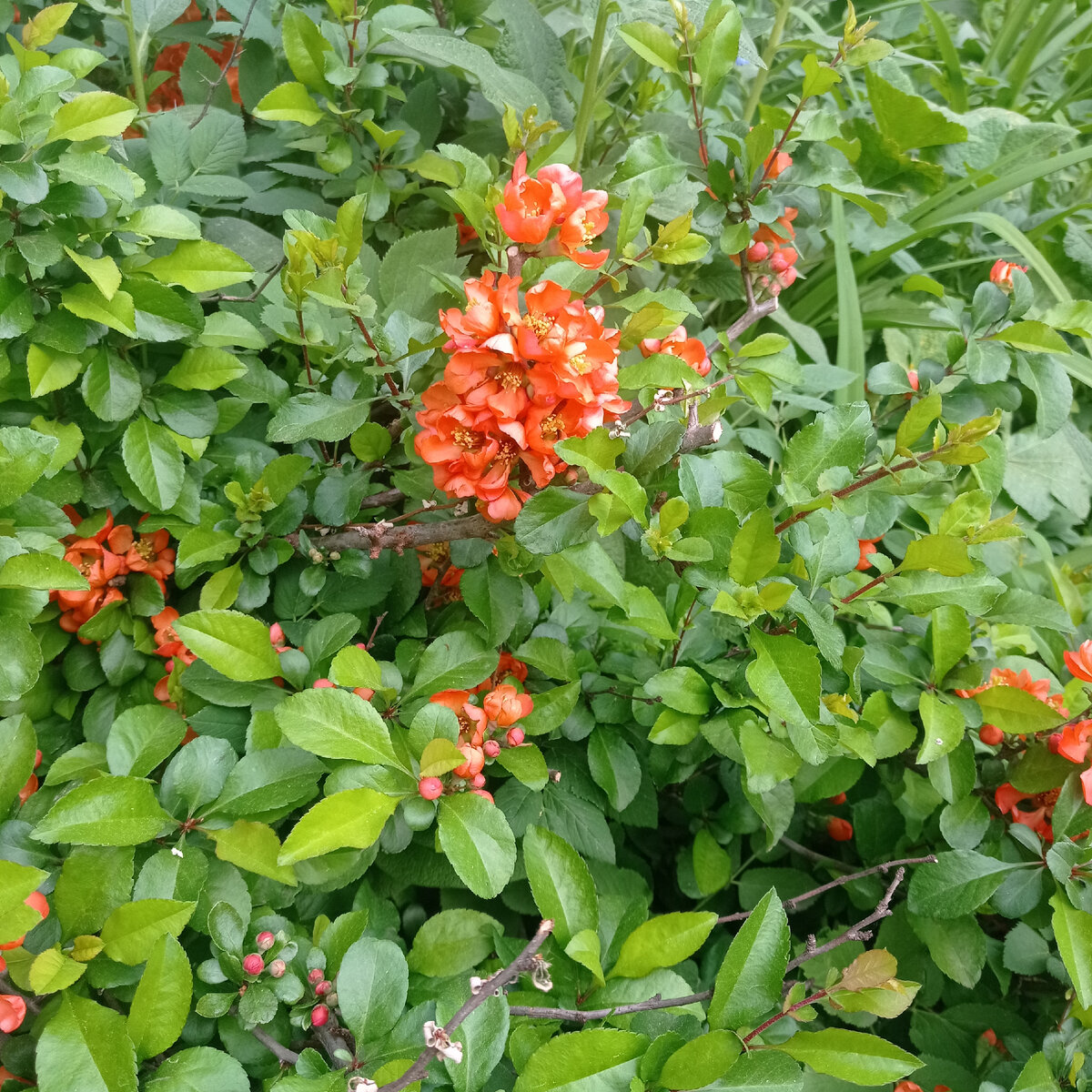 А осенью будут висеть ароматные плоды. Есть их не вкусно, но компоту придает обалденный аромат