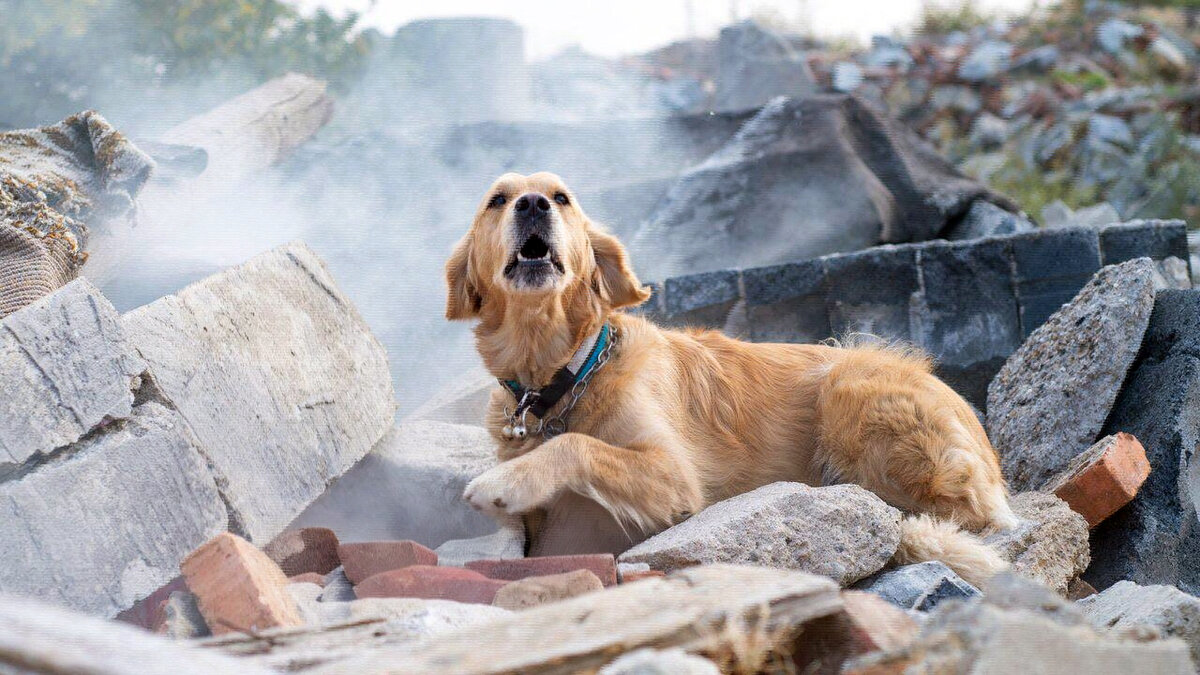 источник фото: sun9-77.userapi.com