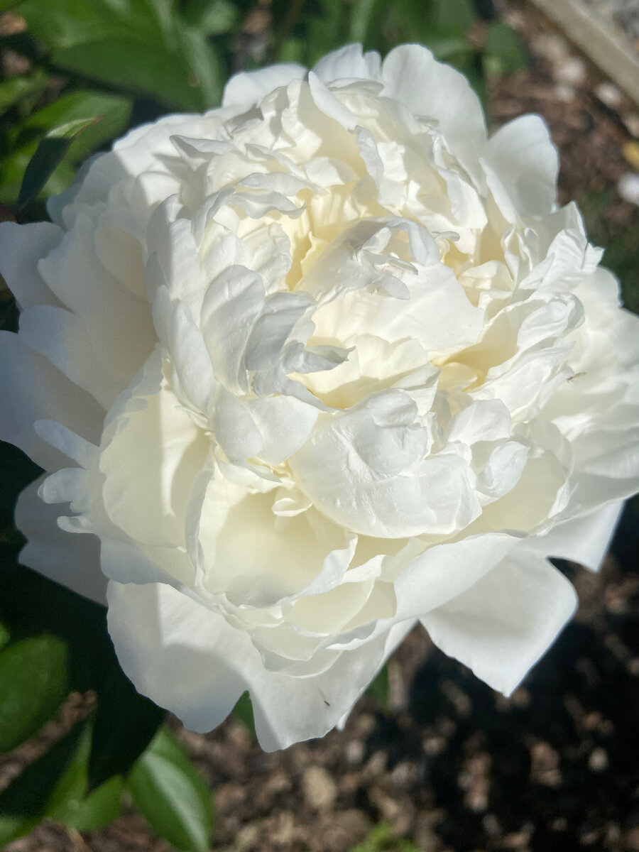 Пионы из моего сада