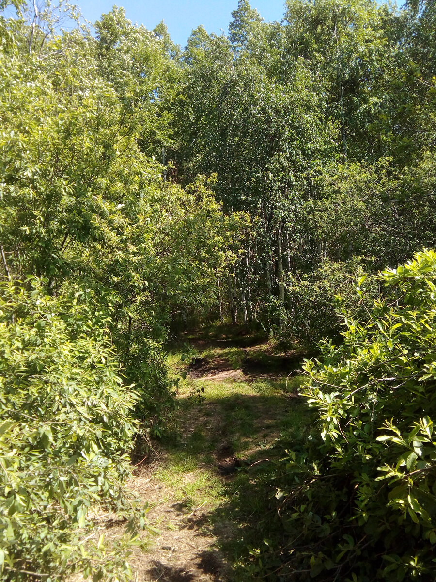 Прибрежные леса Глухого