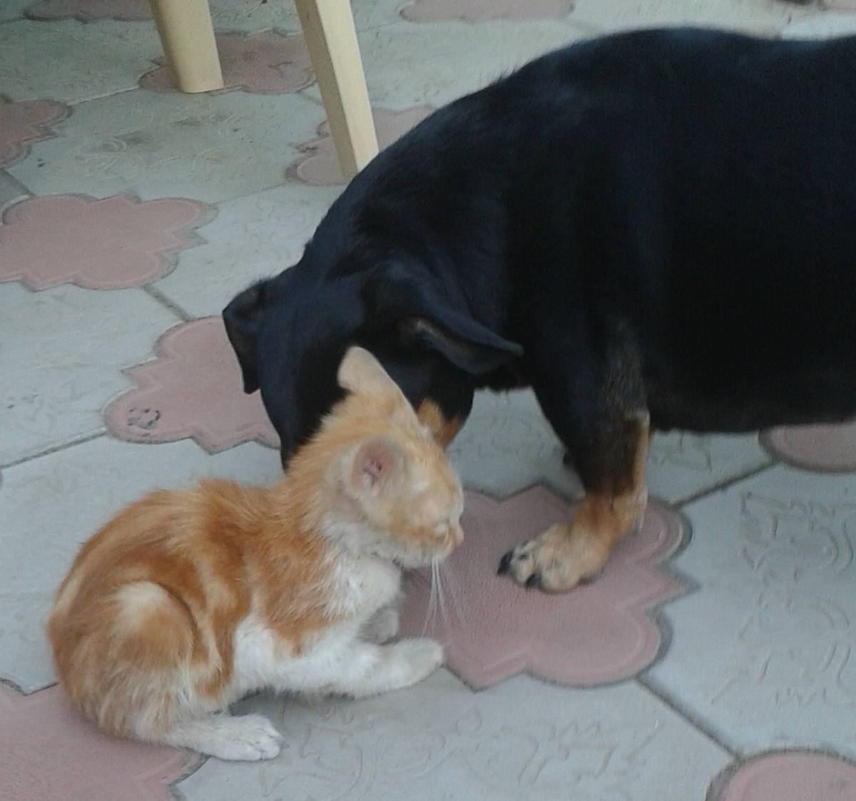 Это спустя десять дней.