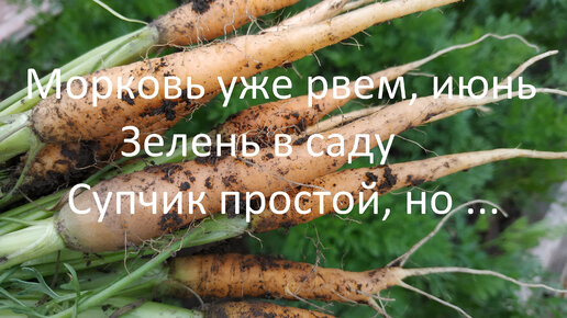 Морковь уже рвем, июнь // Зелень в саду // Супчик простой, но ...