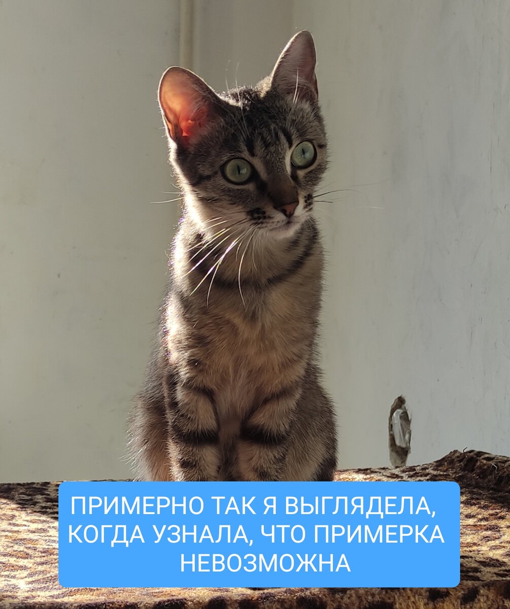 Моя кошка Сима передала весь спектр моих эмоций.