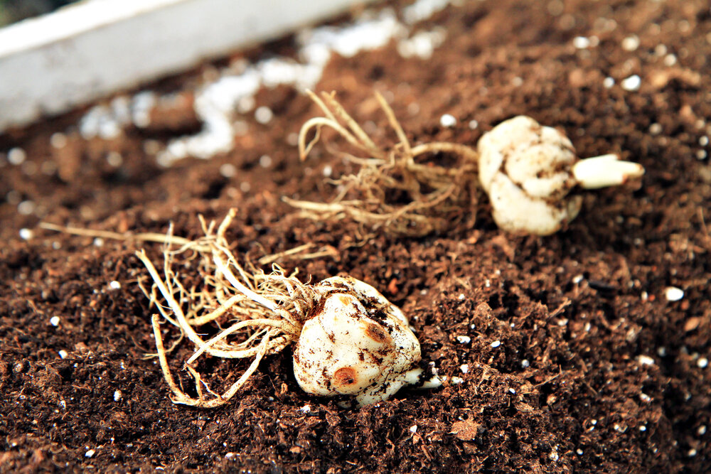    Мелкие луковицы — не беда!