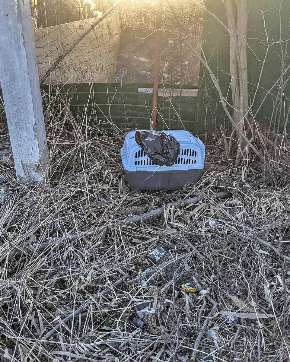 Источник фото: https://www.goodhouse.ru/home/pets/nam-obeshchali-korgi-razocharovannye-hozyaeva-brosili-shchenka-na-zapravke/?from=main_1