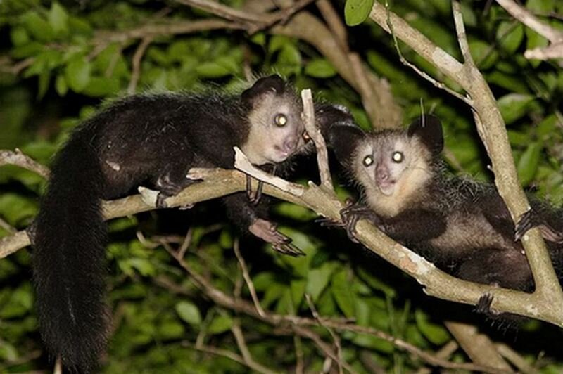 Фотографии ай ая. Что есть Мадагаскарская руконожка?. Ай Daubentonia madagascariensis. Мадагаскарская руконожка кушает. Мадагаскарская руконожка интересные факты.