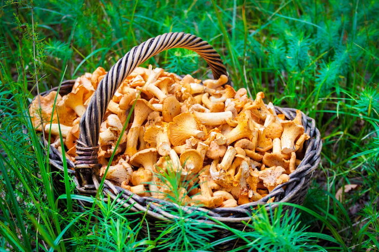  Грибы лисички - настоящий деликатес из леса. Это один из самых вкусных и питательных видов грибов, который можно найти в лесу или купить на рынке.