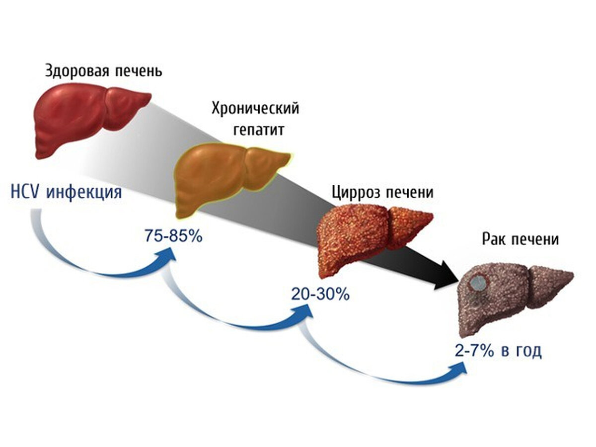 Печень в 2 года