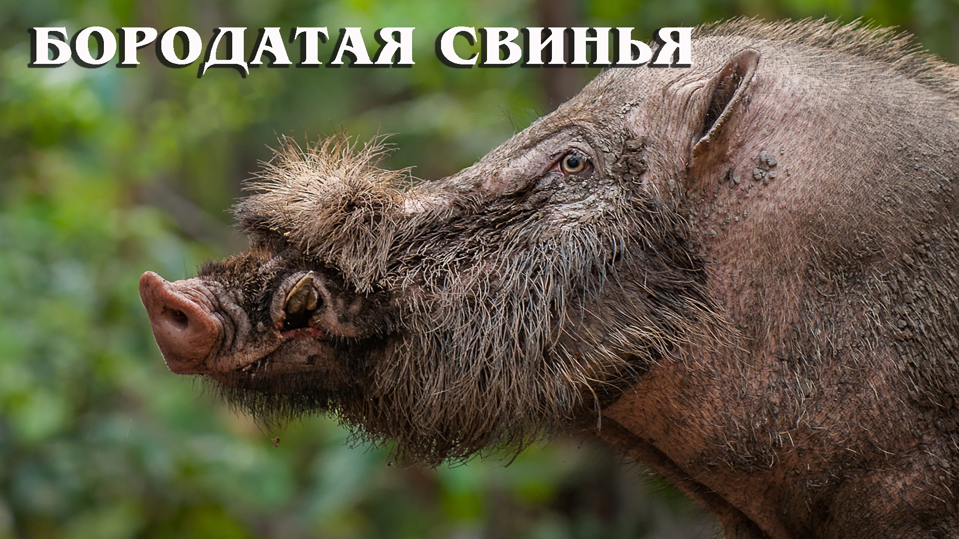Бородатые животные