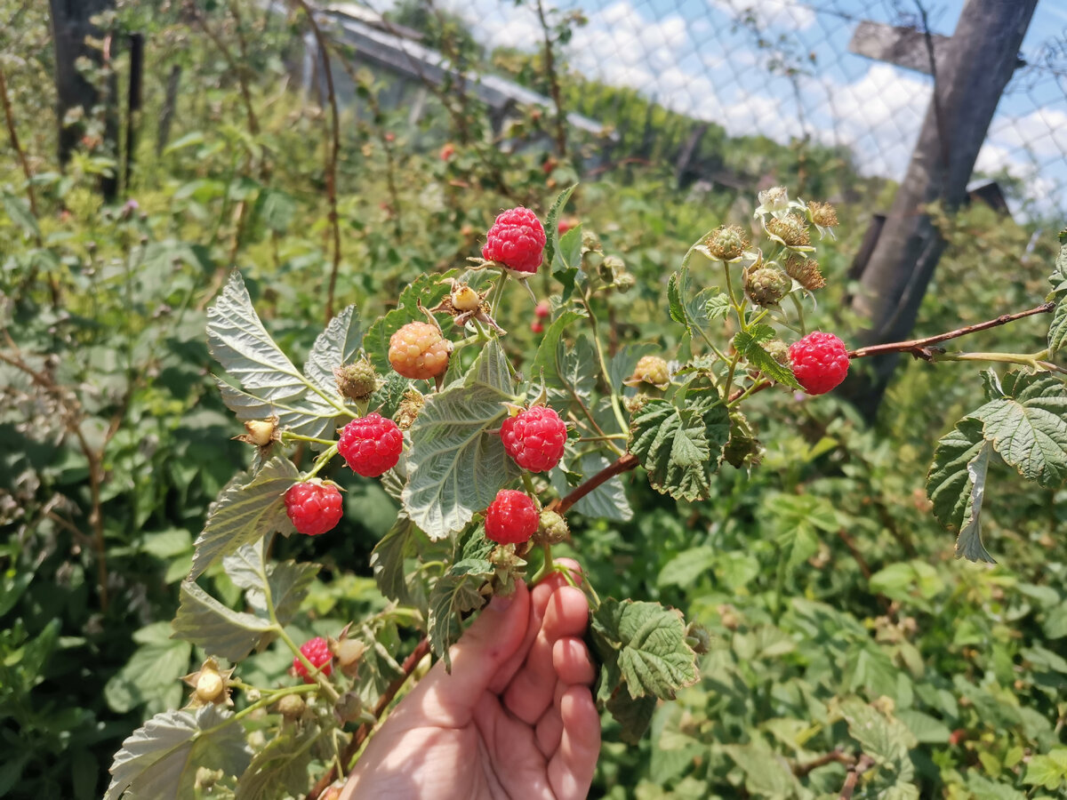 Целый литр собрала. У нас малину пока ещё не продают даже, а у нас вот уже своя есть. 