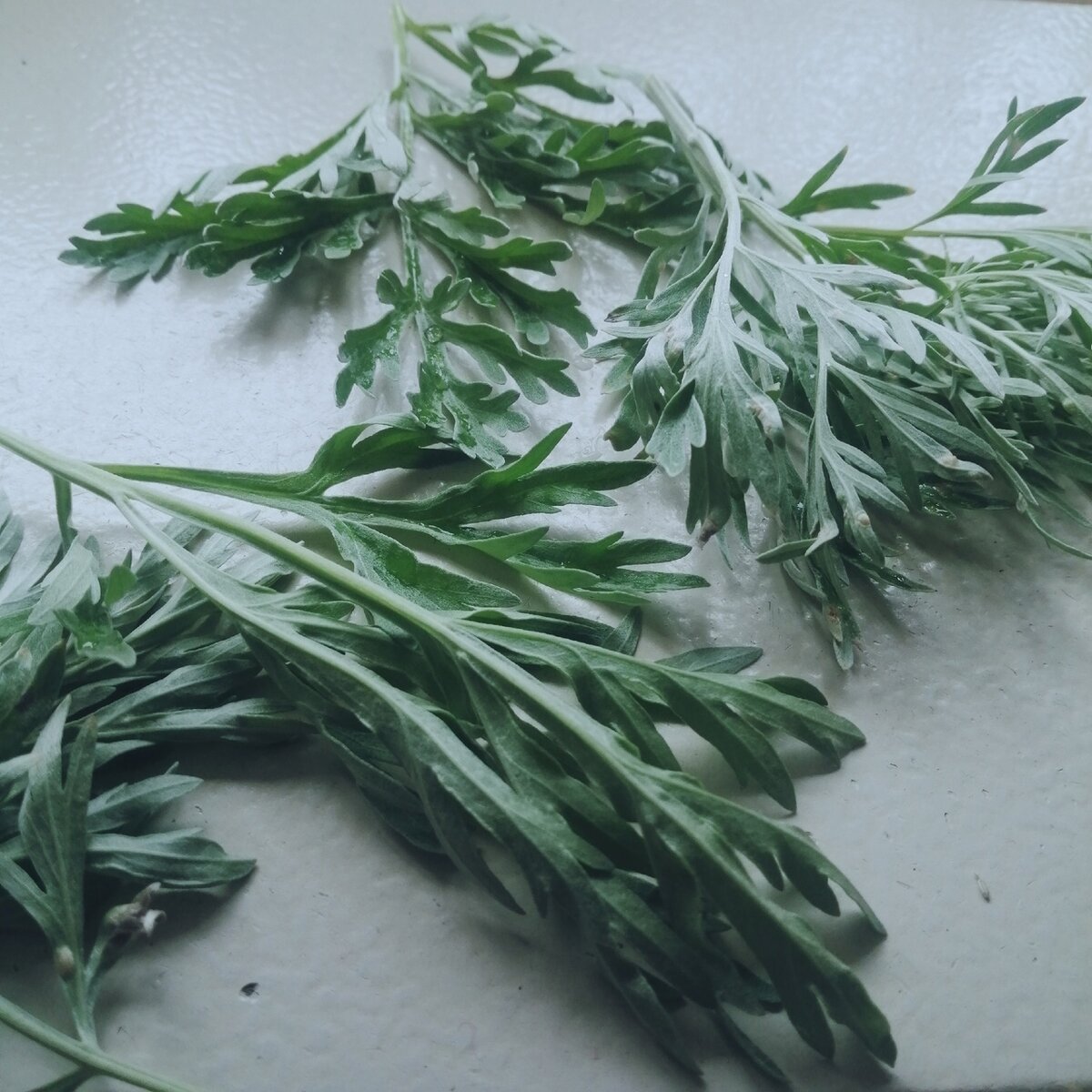 Листочки полыни... Фото автора