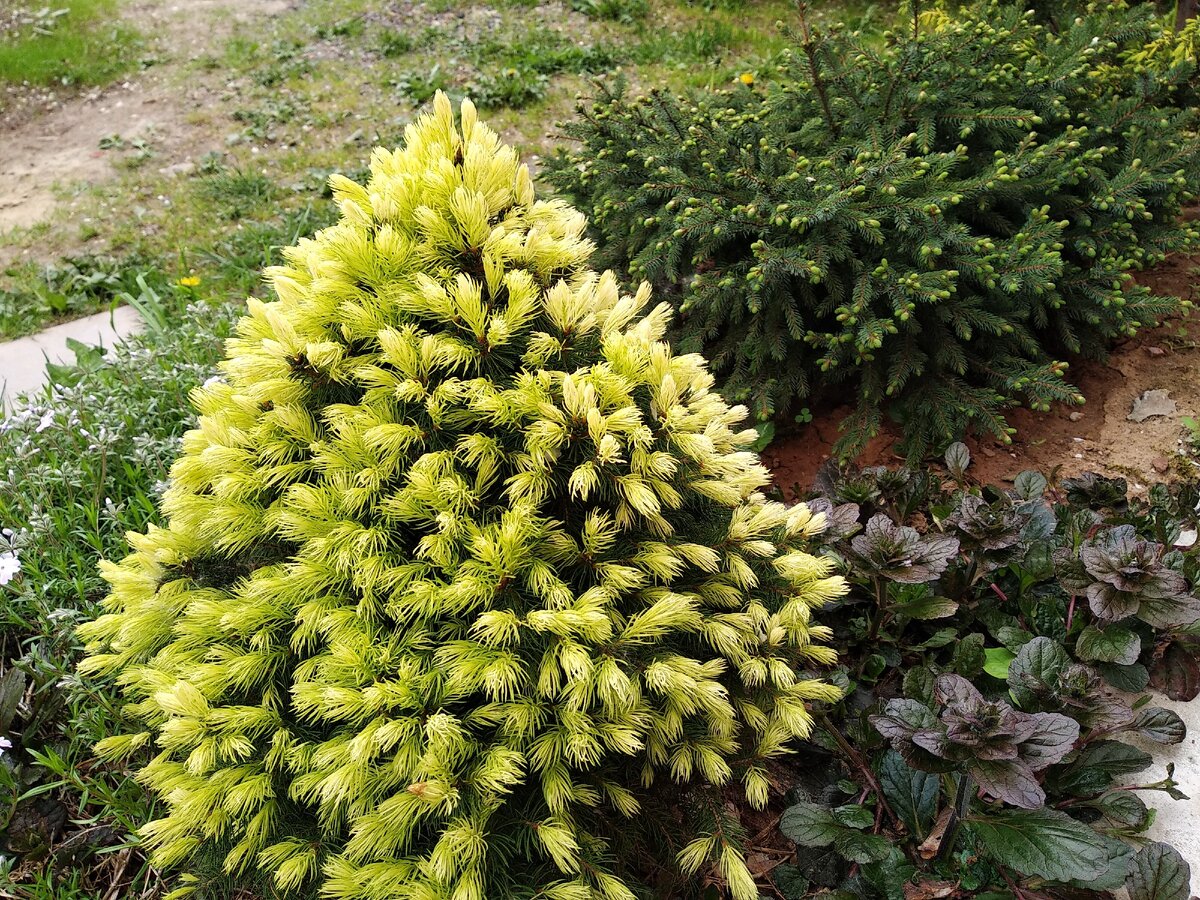 Ель канадская Дейзис Уайт (Picea glauca Daisy's White) на пике декоративности.