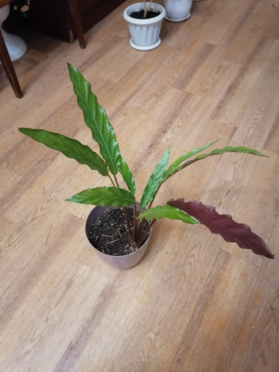 Руфибарба или рыжебородая. 