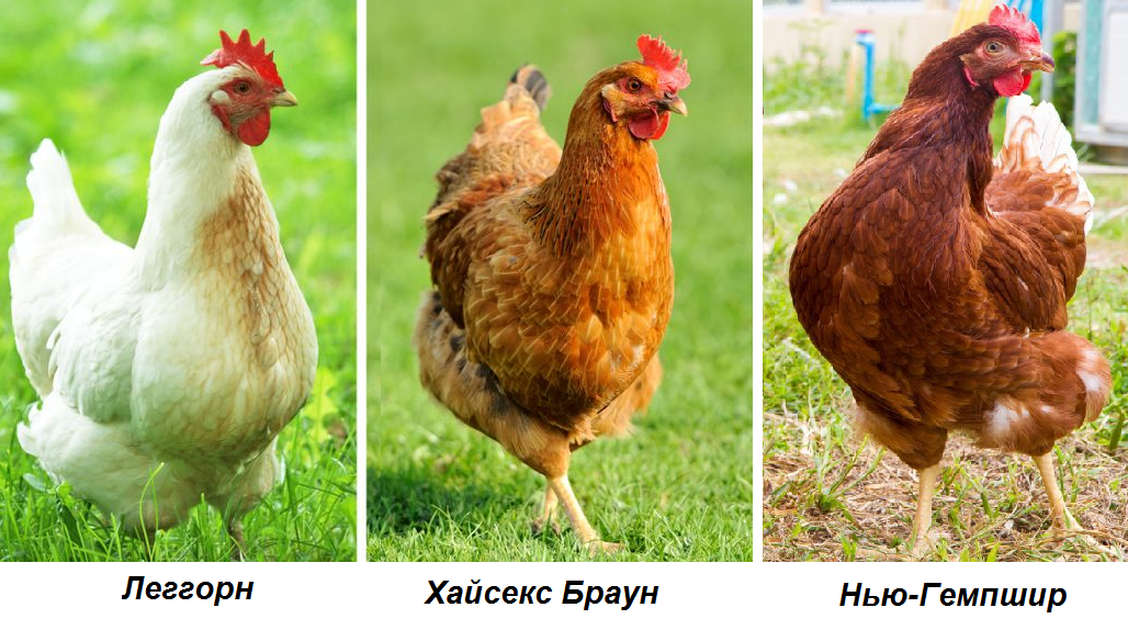 У родителей домашние куры несут коричневые яйца, а полки магазинов ломятся от белых! Какие лучше покупать и в чем разница?2