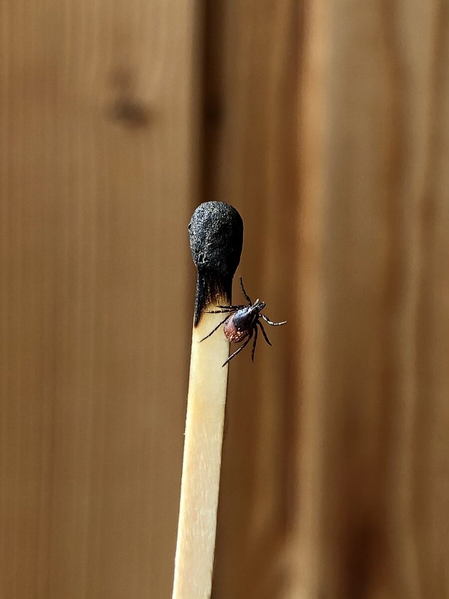 Лесной житель - клещ. Фото автора «12-й КАЛИБР»