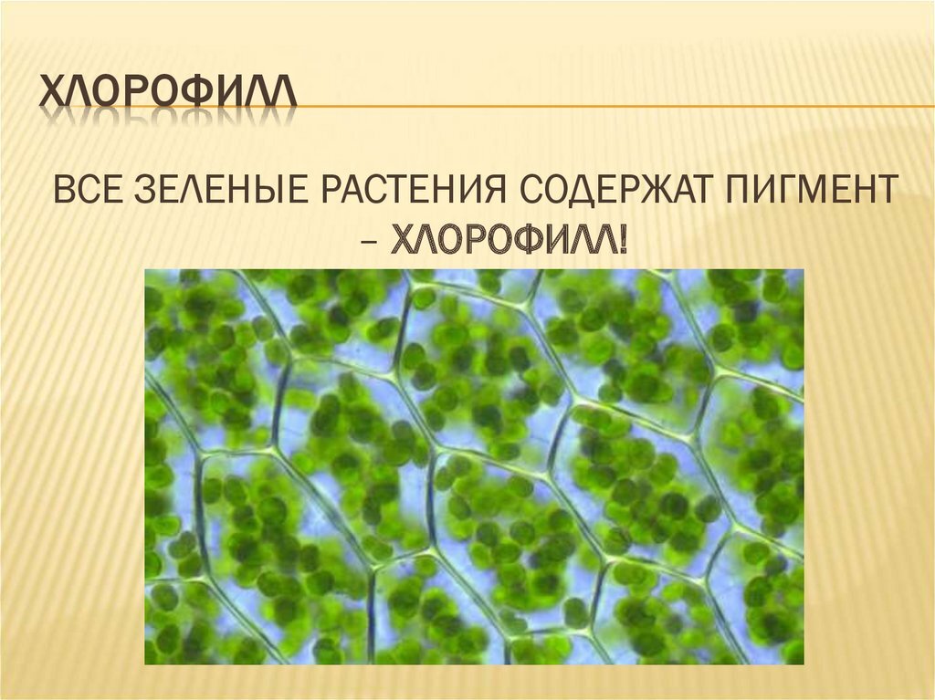 Хлорофилл в жизни растения. Строение хлорофилла. Содержит зеленый пигмент хлорофилл. Зеленые растения содержат пигменты хлорофилл.