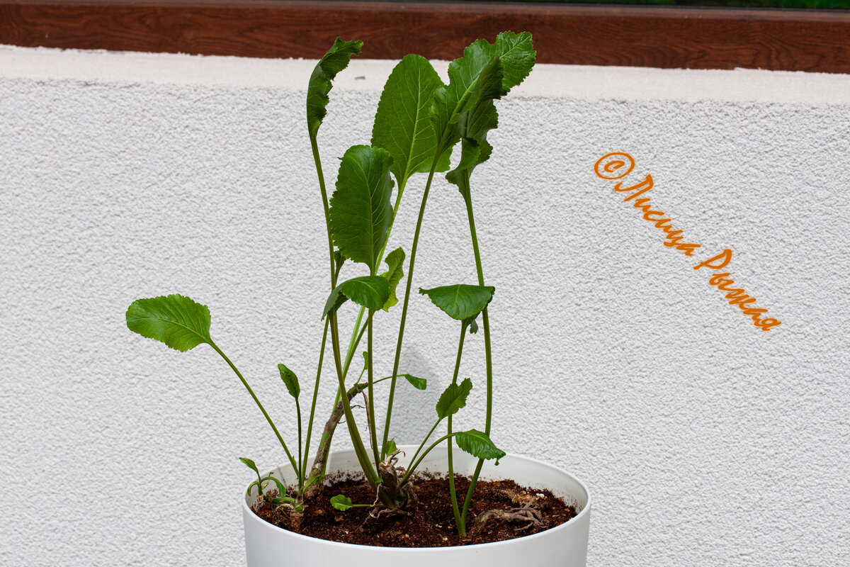 На удивление хорошо растет.