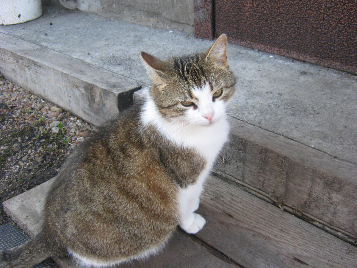 Ждет, когда откроют дверь. Фото мое.