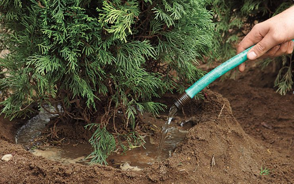 Полив туи весной. Фото: https://rinni-pool.ru