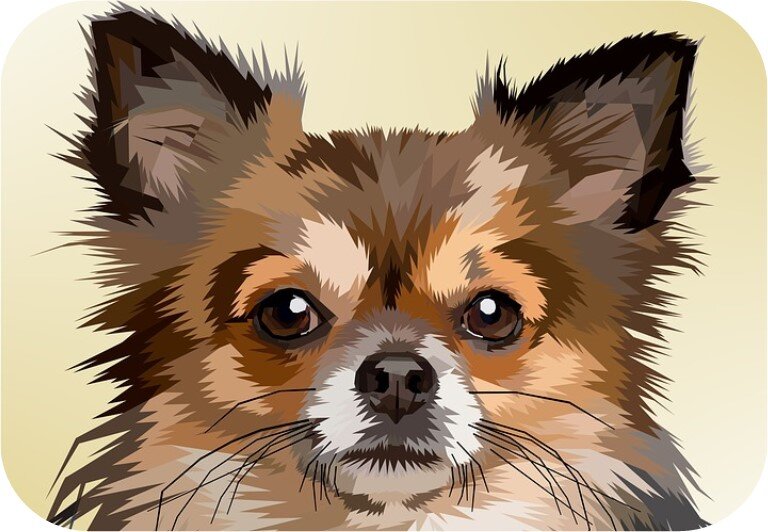 https://cdn.pixabay.com/photo/2018/05/21/04/21/animal-3417350_960_720.jpg