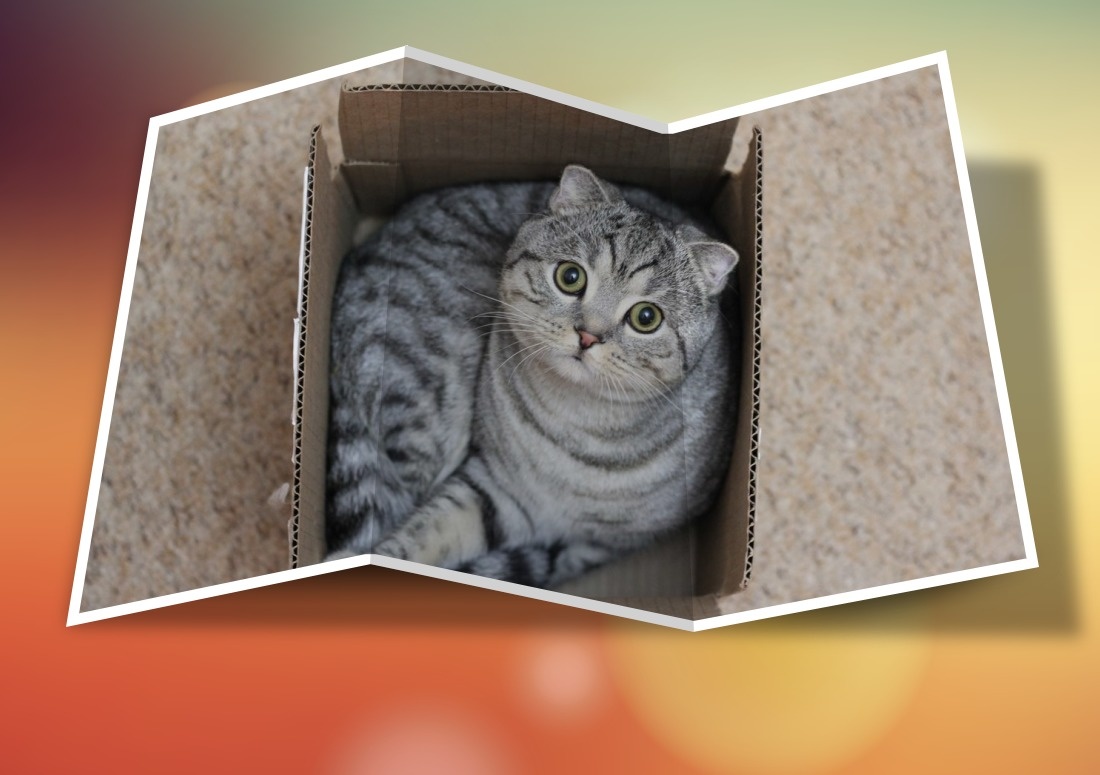 Оказывается, картонные коробки снимают стресс у кошек.