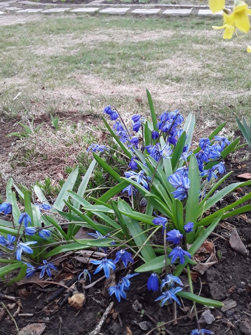 Лужайка перед домом весной после схода снега